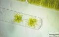 Zygnema sp.